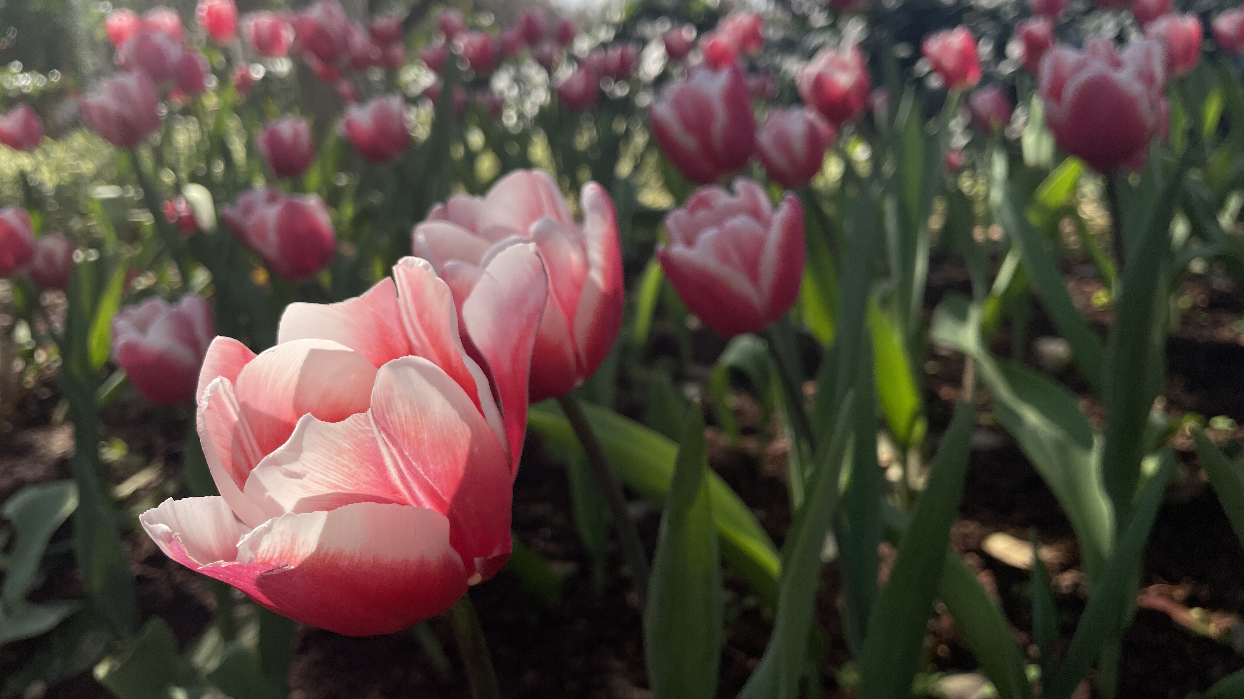 云南华商公益基金会2025年“助侨惠侨”公益项目信息公示